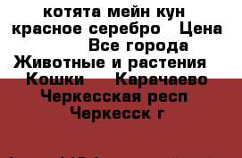 котята мейн кун, красное серебро › Цена ­ 30 - Все города Животные и растения » Кошки   . Карачаево-Черкесская респ.,Черкесск г.
